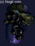 060_1.jpg (4878 bytes)